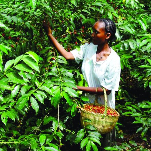 Café Origenes Perú Palomar 100% Arabica Molido Destination Bio 250g