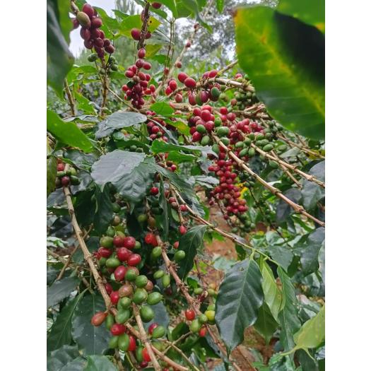 Café Selección 100% Arábica Grano Destination Bio 1Kg