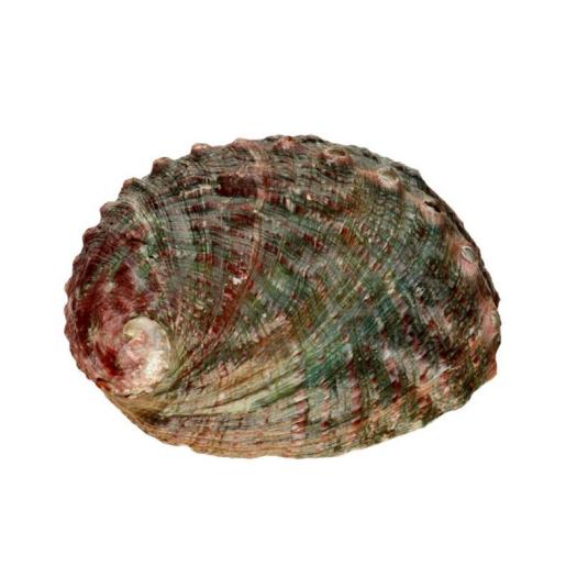 Concha Abalón Roscado Grande