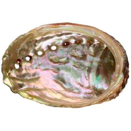 Concha Abalón Roscado XXL