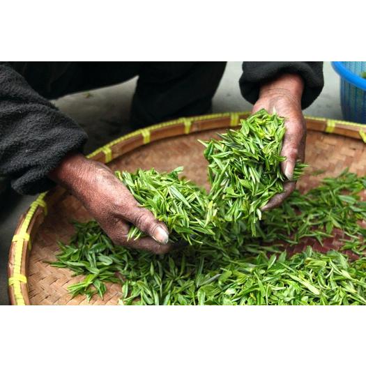 Té Verde Sencha Premium Uji Japón Destination Bio 80g