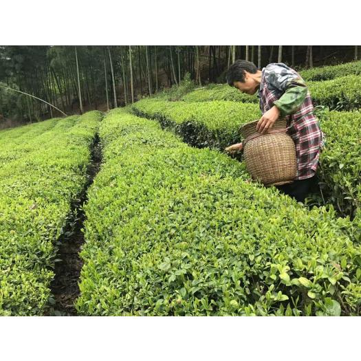 Té Verde Sencha Premium Uji Japón Destination Bio 80g